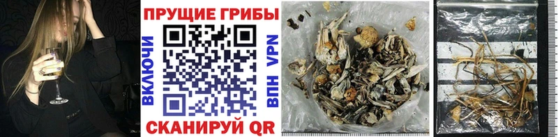 купить наркотики цена Азов Псилоцибиновые грибы Psilocybine cubensis